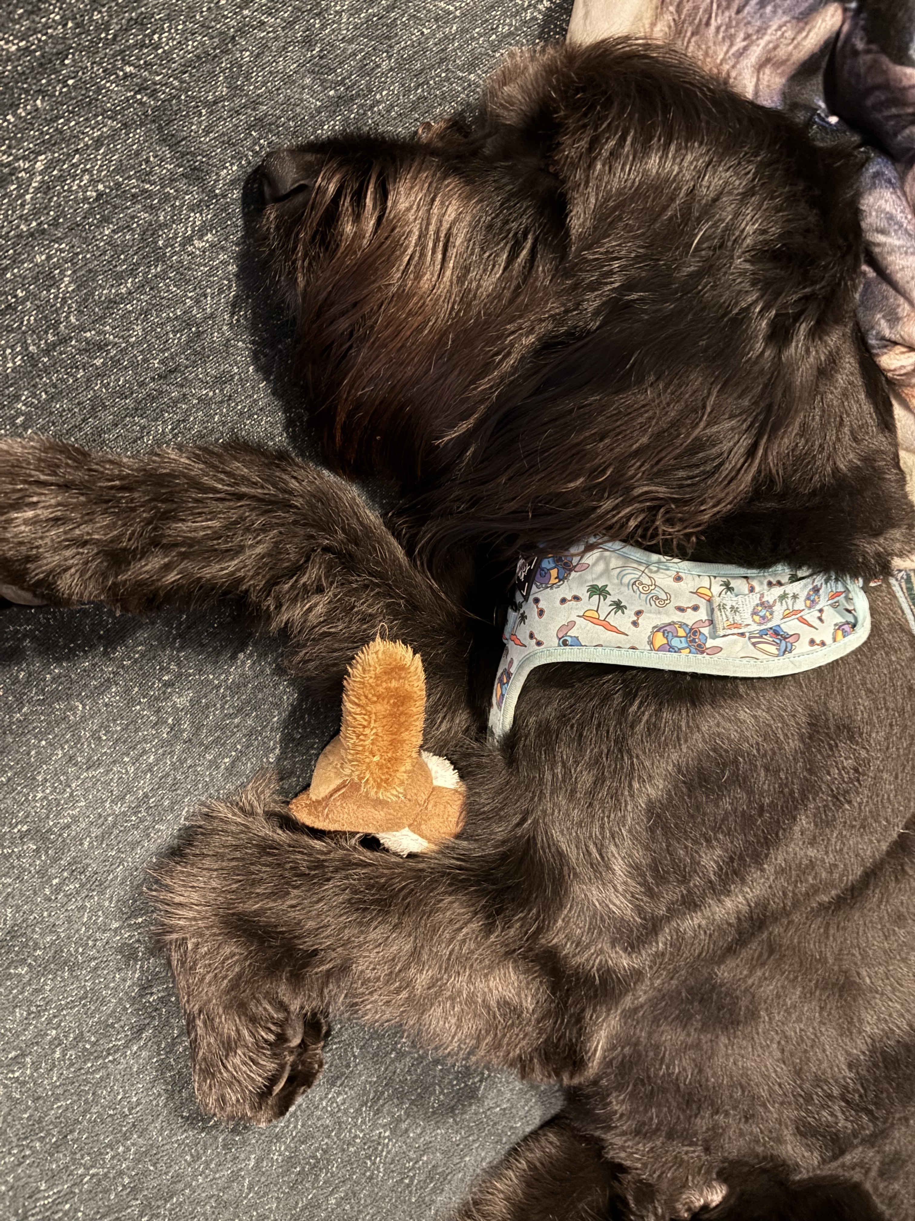 A descriptive text for the image